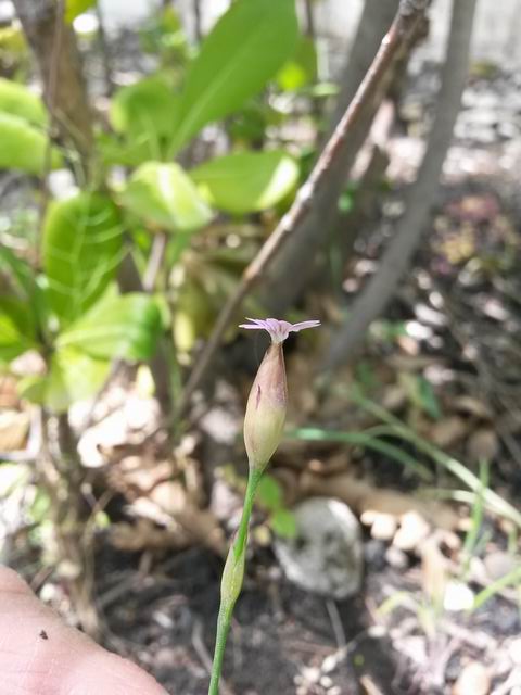 Petrorhagia dubia (Caryophyllaceae)